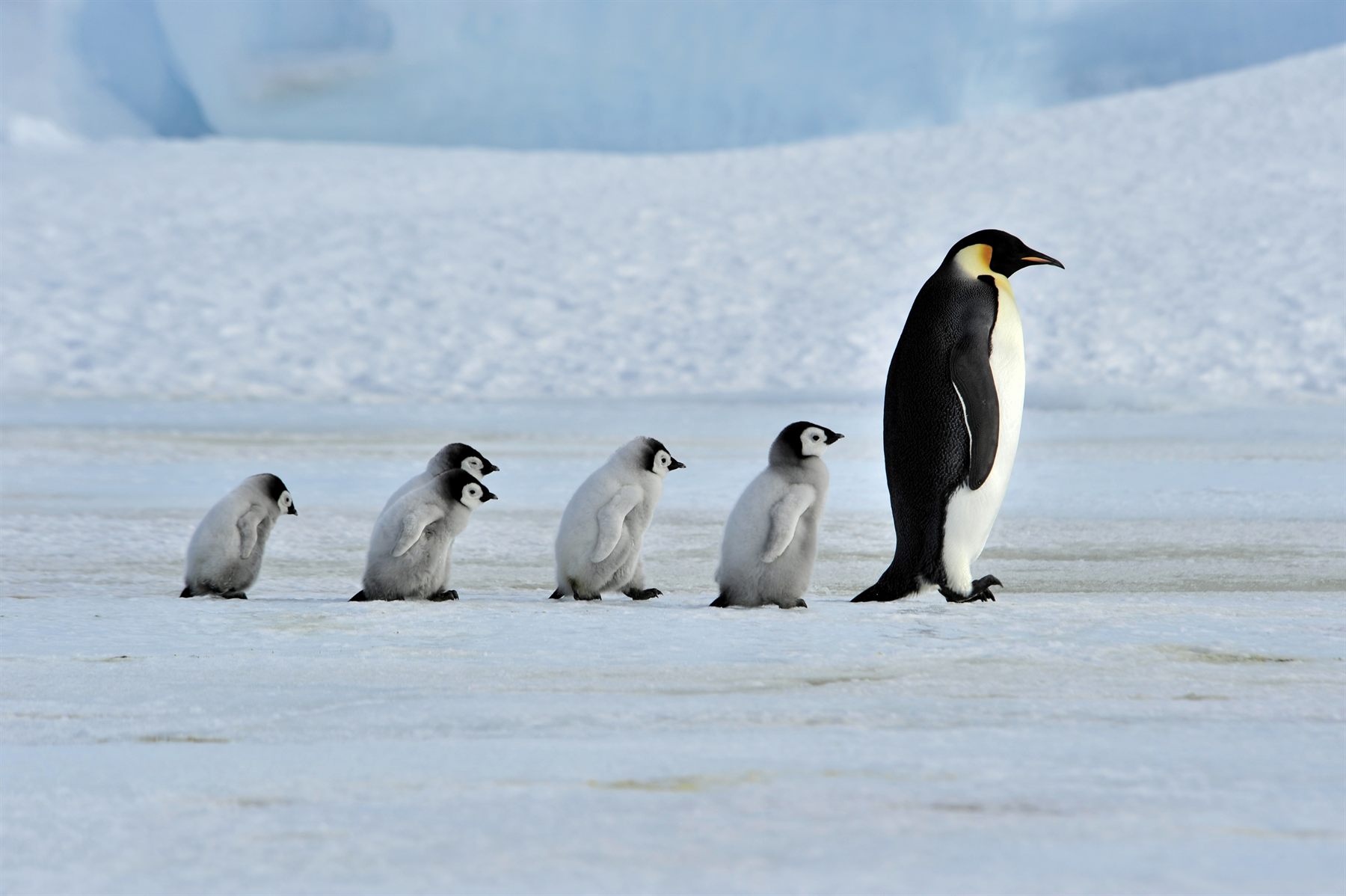 An adult emperor penguin leading a line of chicks across the ice in Antarctica