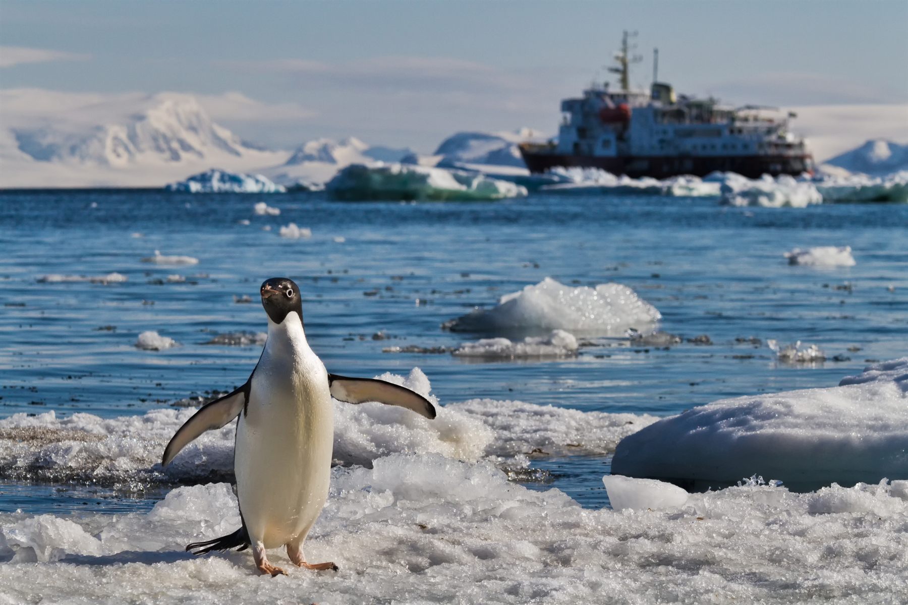 A penguin on the sea ice with an expedition ship among the floes behind it